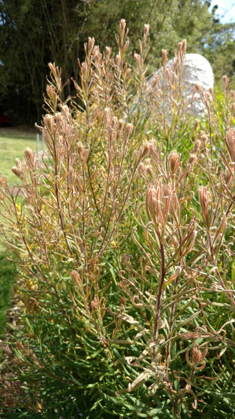 Banksia collina plantplacesimage20170108_100614.jpg