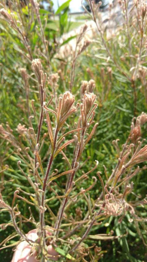 Banksia collina plantplacesimage20170108_100650.jpg