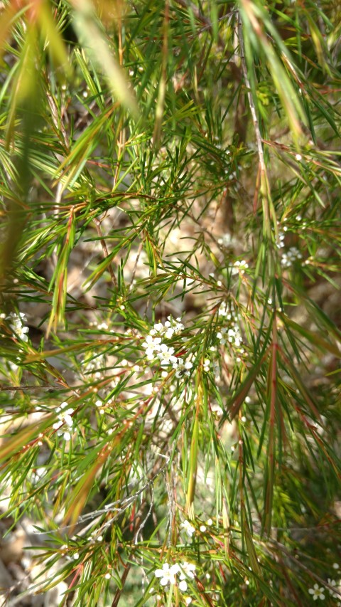 Leptospermum squarrosum plantplacesimage20170108_101055.jpg