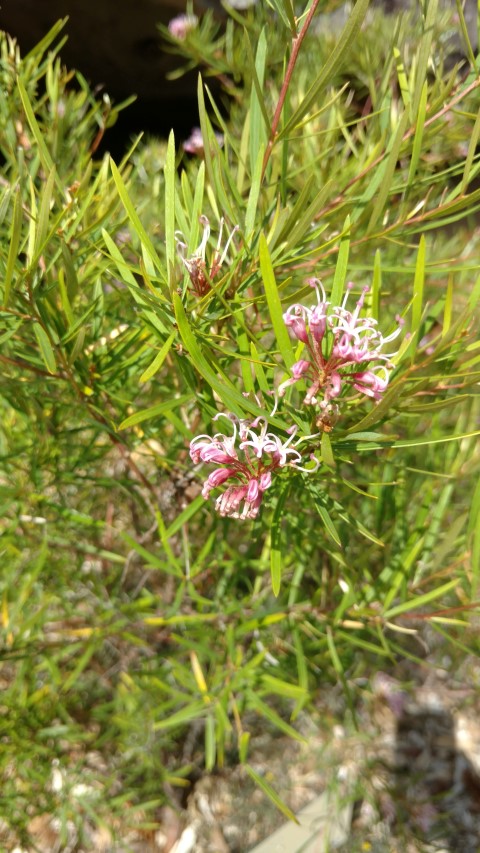 Grevillea sericea plantplacesimage20170108_101247.jpg