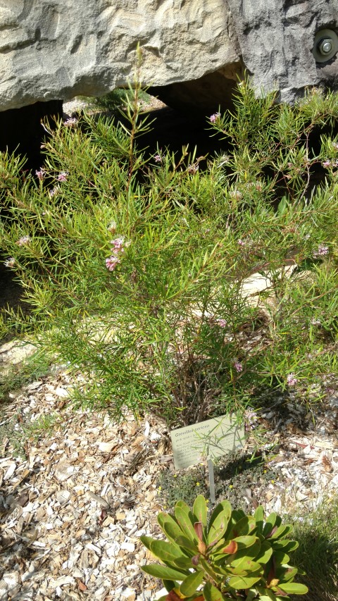 Grevillea sericea plantplacesimage20170108_101300.jpg