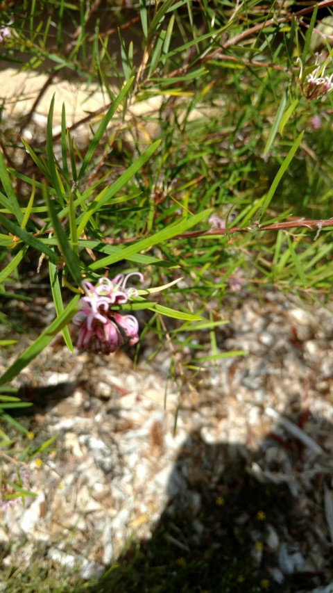 Grevillea sericea plantplacesimage20170108_101312.jpg