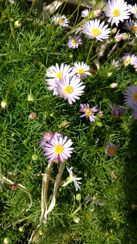 Scaevola aemula plantplacesimage20170108_101503.jpg