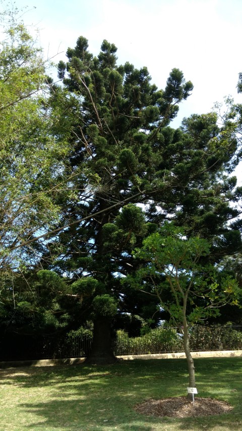 Araucaria cunninghamii plantplacesimage20170108_101808.jpg