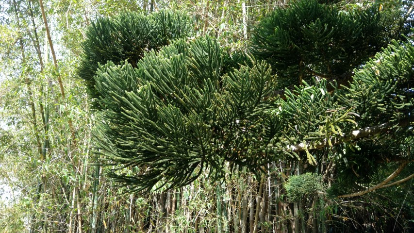 Araucaria cunninghamii plantplacesimage20170108_101829.jpg