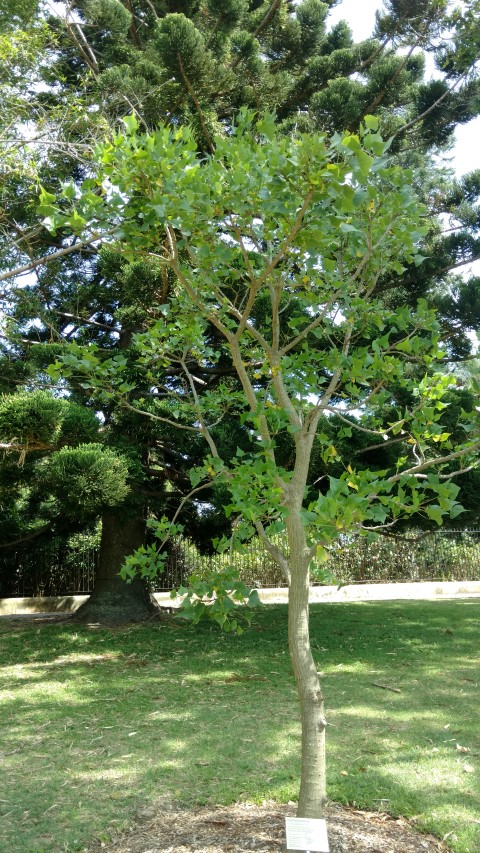 Erythrina numerosa plantplacesimage20170108_101924.jpg