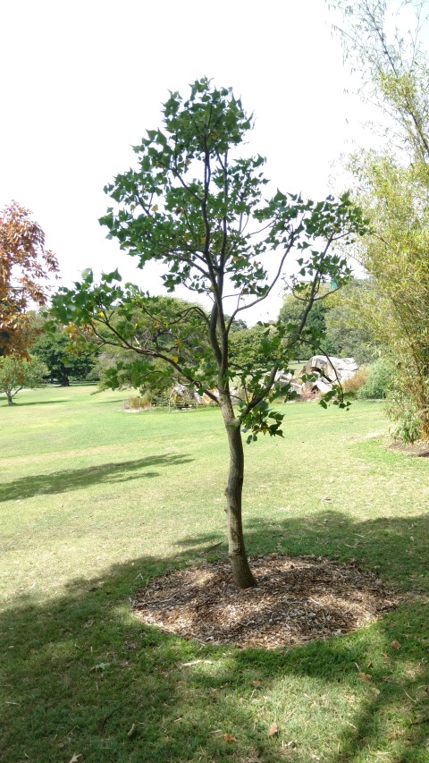 Erythrina numerosa plantplacesimage20170108_101945.jpg