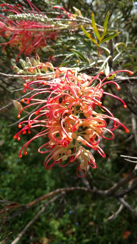 Grevillea  plantplacesimage20170108_102509.jpg