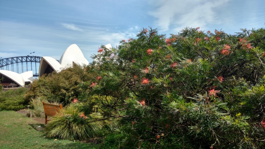 Grevillea  plantplacesimage20170108_102522.jpg