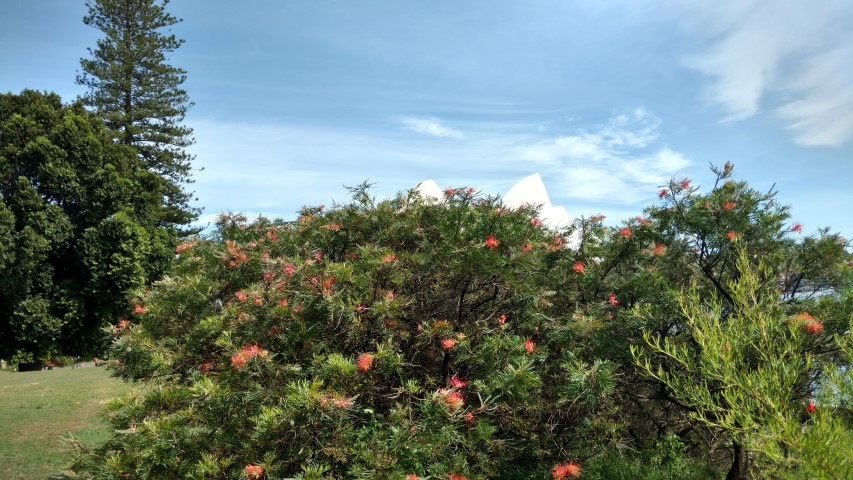 Grevillea  plantplacesimage20170108_102538.jpg