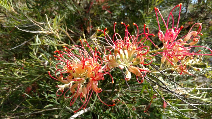 Grevillea  plantplacesimage20170108_102552.jpg