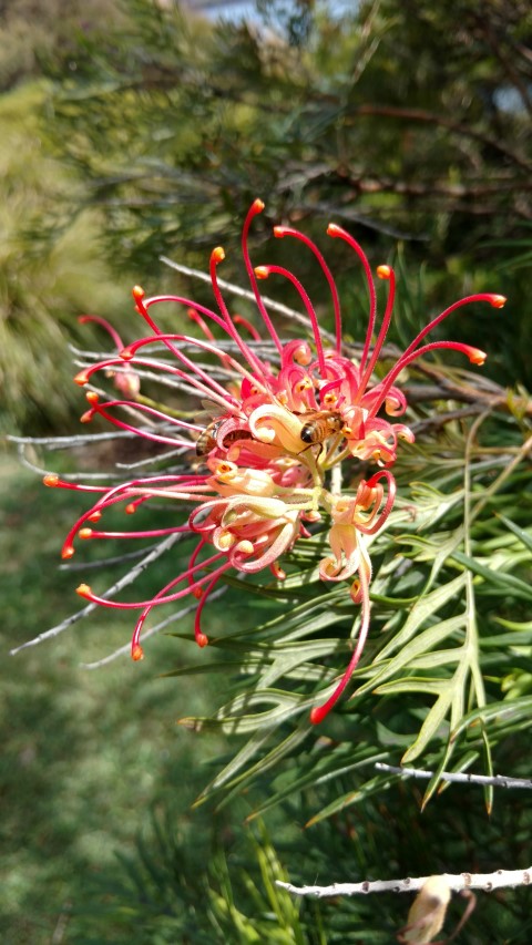 Grevillea  plantplacesimage20170108_102612.jpg