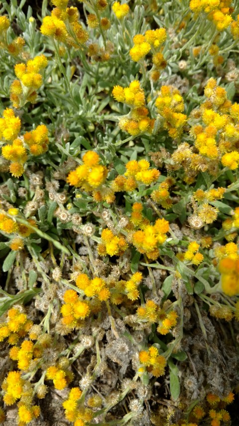 Chrysocephalum apiculatum plantplacesimage20170108_102732.jpg