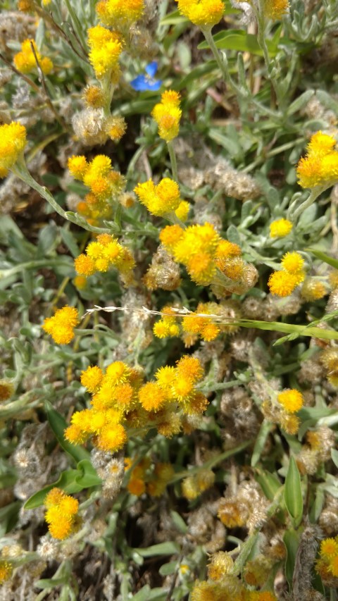 Chrysocephalum apiculatum plantplacesimage20170108_102742.jpg