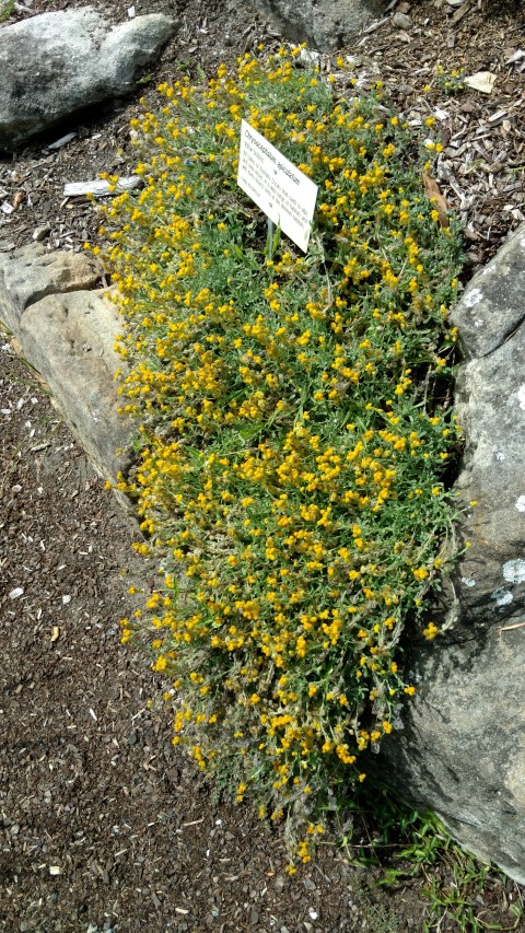 Chrysocephalum apiculatum plantplacesimage20170108_102757.jpg