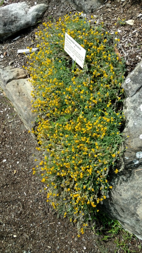 Chrysocephalum apiculatum plantplacesimage20170108_102757.jpg