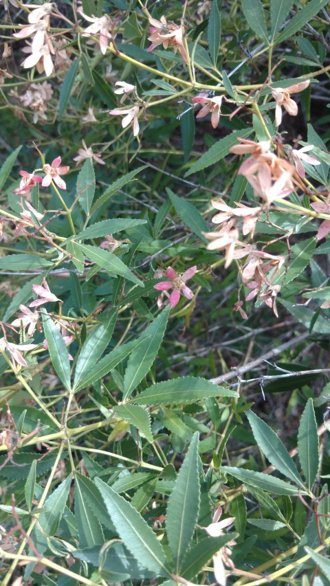 Ceratopetalum gummiferum plantplacesimage20170108_102940.jpg