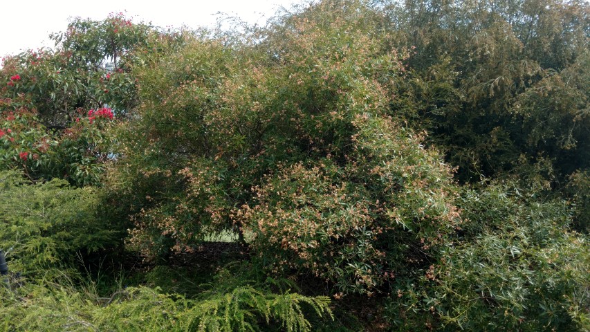 Ceratopetalum gummiferum plantplacesimage20170108_102948.jpg