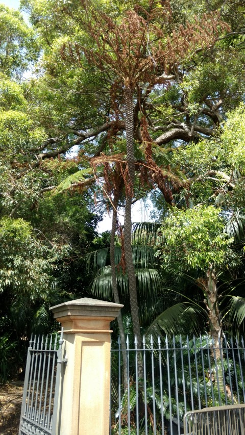 Cyathea cooperi plantplacesimage20170108_103540.jpg