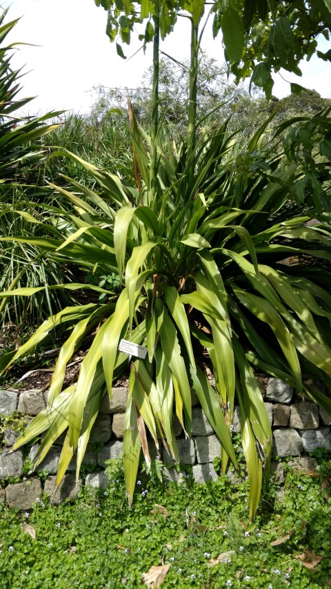 Doryanthes excelsa plantplacesimage20170108_104641.jpg