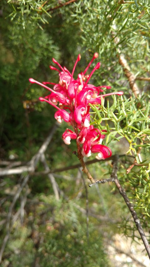 Grevillea georgiana plantplacesimage20170108_104730.jpg