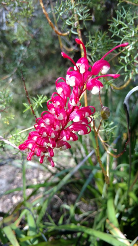 Grevillea georgiana plantplacesimage20170108_104806.jpg