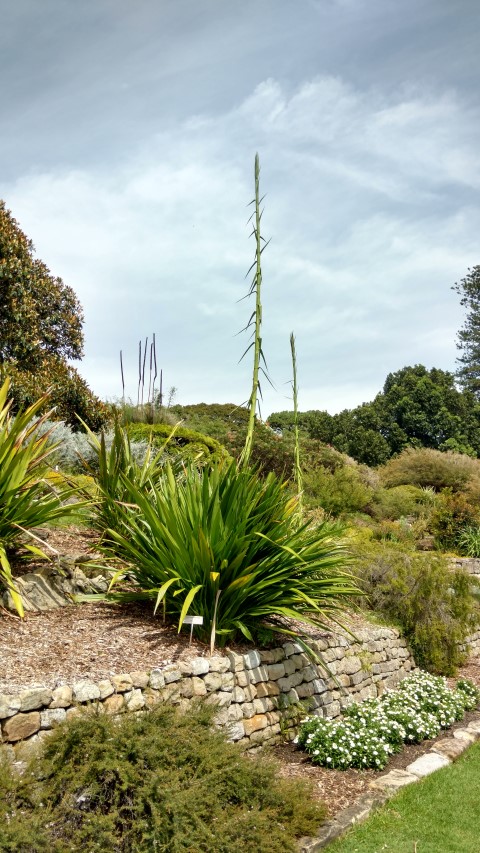 Doryanthes excelsa plantplacesimage20170108_105013.jpg