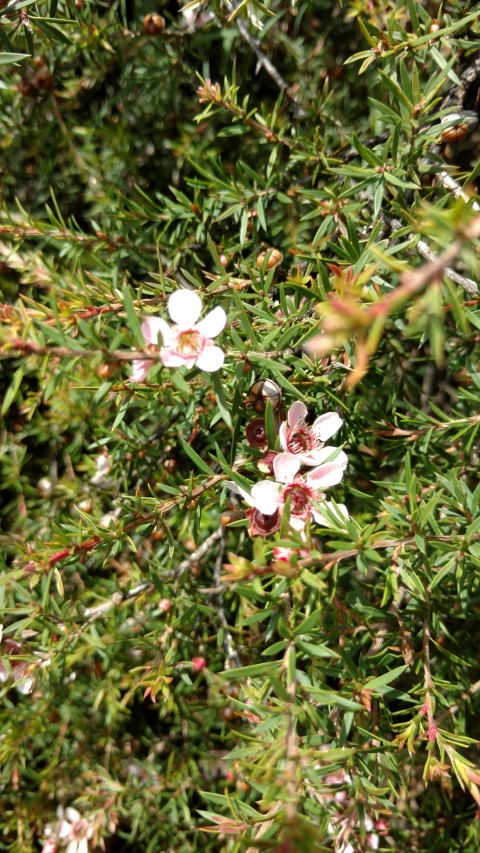 Leptospermum plantplacesimage20170108_105116.jpg