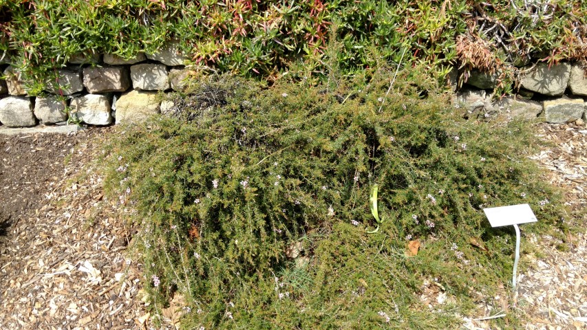 Leptospermum  plantplacesimage20170108_105135.jpg