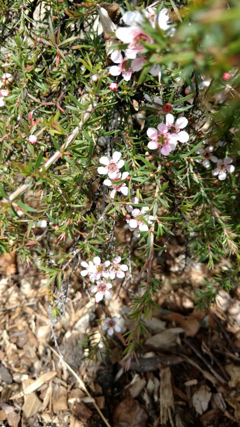 Leptospermum plantplacesimage20170108_105148.jpg