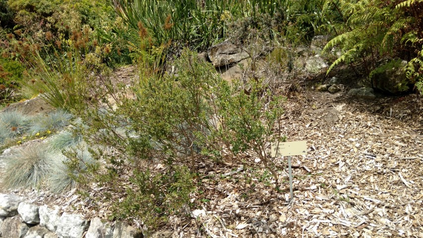 Eriostemon plantplacesimage20170108_105411.jpg