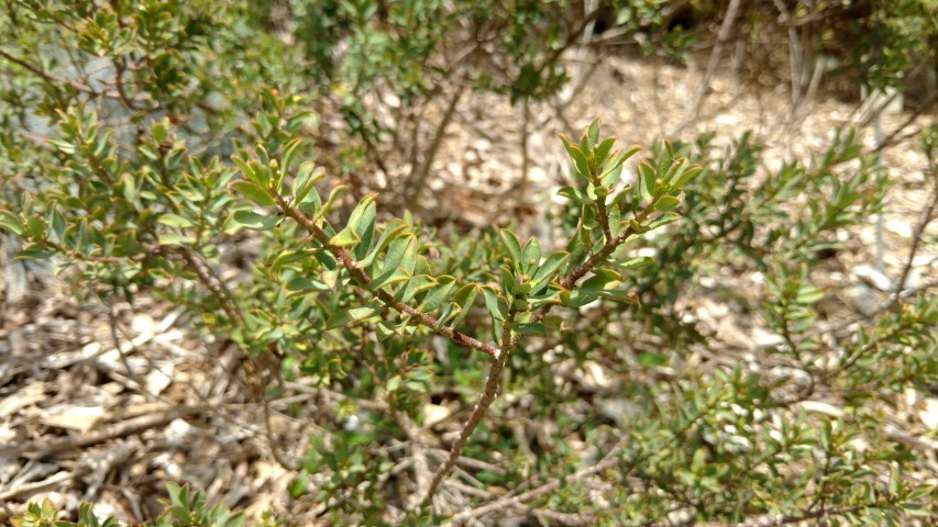 Eriostemon plantplacesimage20170108_105441.jpg