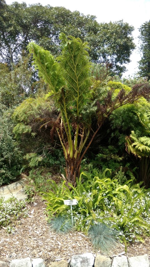 Cyathea cooperi plantplacesimage20170108_105535.jpg