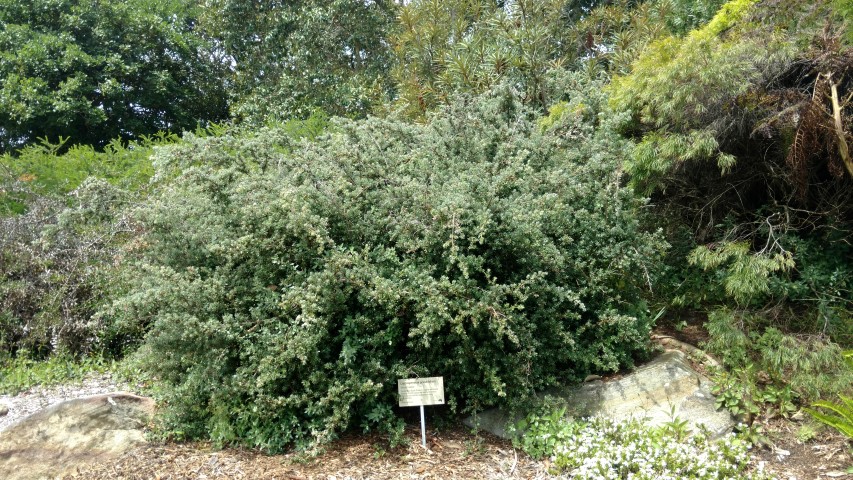 Leptospermum grandifolium plantplacesimage20170108_105632.jpg