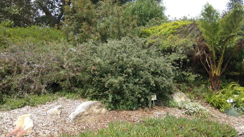 Leptospermum grandifolium plantplacesimage20170108_105645.jpg