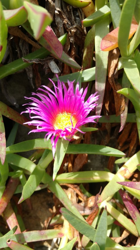 Carpobrotus glaucescens plantplacesimage20170108_105819.jpg