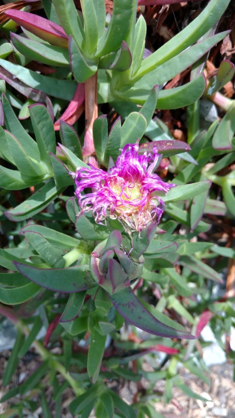 Carpobrotus glaucescens plantplacesimage20170108_105845.jpg