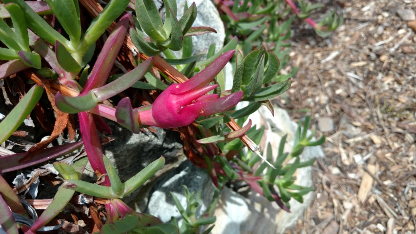 Carpobrotus glaucescens plantplacesimage20170108_105856.jpg