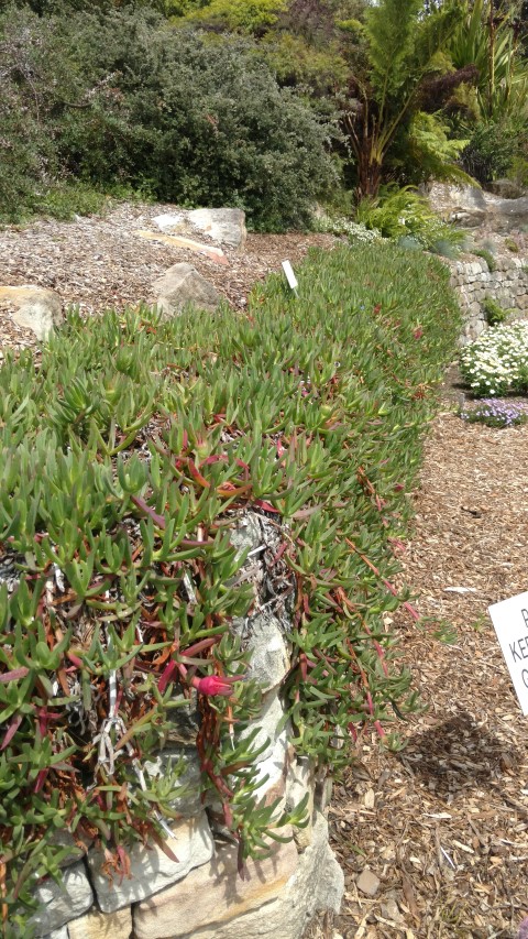 Carpobrotus glaucescens plantplacesimage20170108_105908.jpg