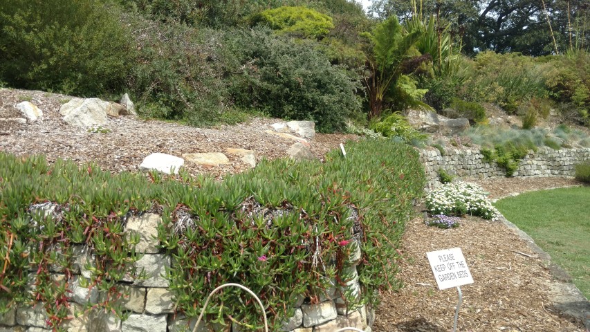 Carpobrotus glaucescens plantplacesimage20170108_105922.jpg