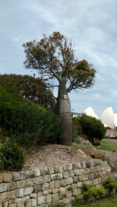 Brachychiton rupestris plantplacesimage20170108_110033.jpg