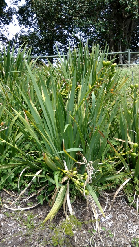 Dietes robinsoniana plantplacesimage20170108_110215.jpg