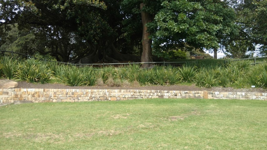 Dietes robinsoniana plantplacesimage20170108_110233.jpg