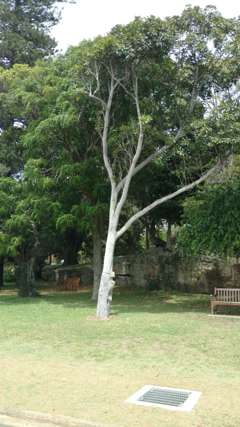 Elaeocarpus bancroftii plantplacesimage20170108_110330.jpg