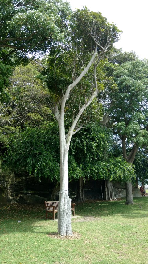 Elaeocarpus bancroftii plantplacesimage20170108_110424.jpg