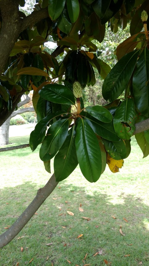 Magnolia grandiflora plantplacesimage20170108_110716.jpg