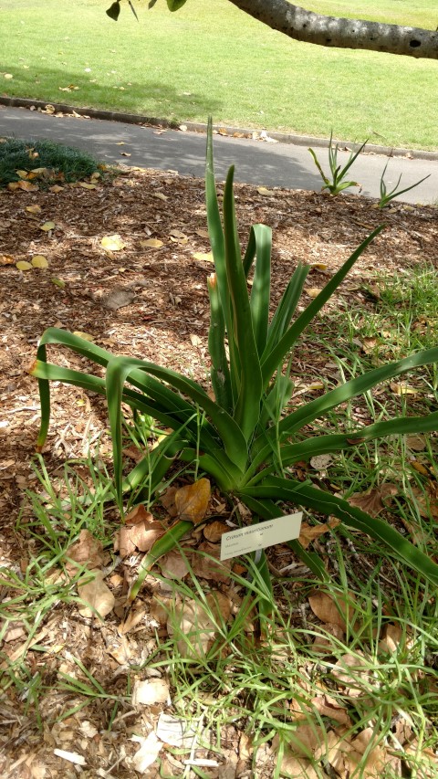 Crinum mauritianum plantplacesimage20170108_112119.jpg