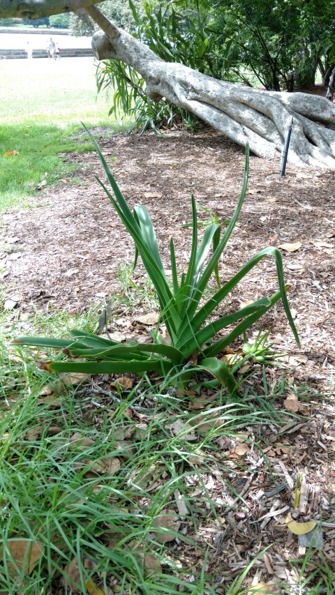 Crinum mauritianum plantplacesimage20170108_112138.jpg