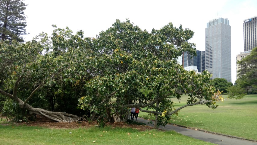 Ficus benghalensus plantplacesimage20170108_112221.jpg