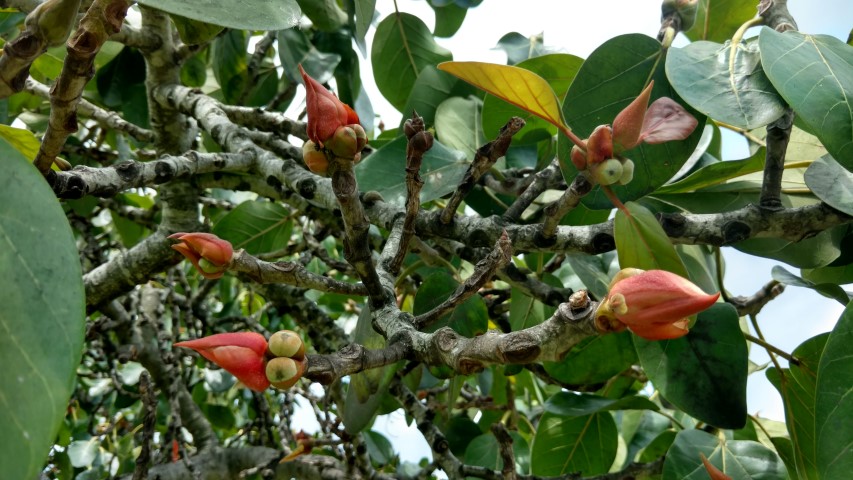 Ficus benghalensus plantplacesimage20170108_112245.jpg